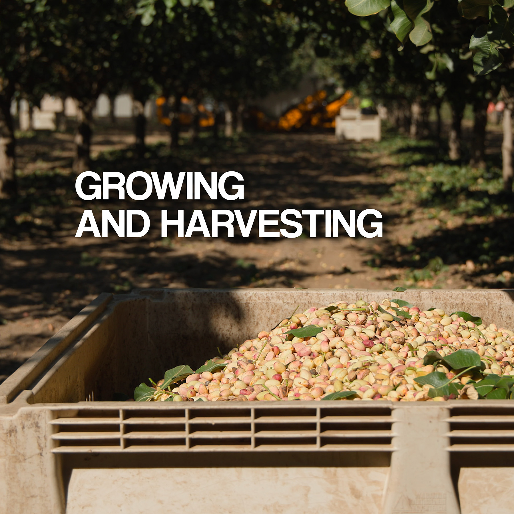 American Pistachio Growing and Harvesting